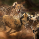 Peter Haygarth/Wildlife Photographer of the Year